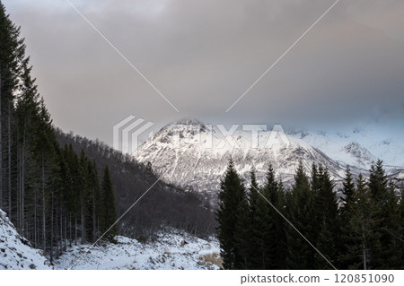 Forest and mountain with snow, Nupen, Norway 120851090