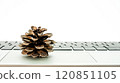 Object placed on laptop keyboard creates a contrast between nature and technology 120851105