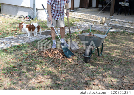 Man is raking and cleaning up dry leaves in a garden. Garbage collection - Saturday cleanup day. Without a face. Man is raking and cleaning up dry leaves in a garden. Garbage collection - Saturday cleanup day. Without a face. 120851224