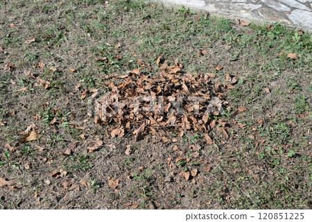 Dry leaves on the grass under soft sunlight, ready for cleanup on a sunny day. Dry leaves on the grass under soft sunlight, ready for cleanup on a sunny day. 120851225