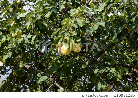 Quince ripening on the tree, fruits hanging on branches in orchard before harvest 120851230