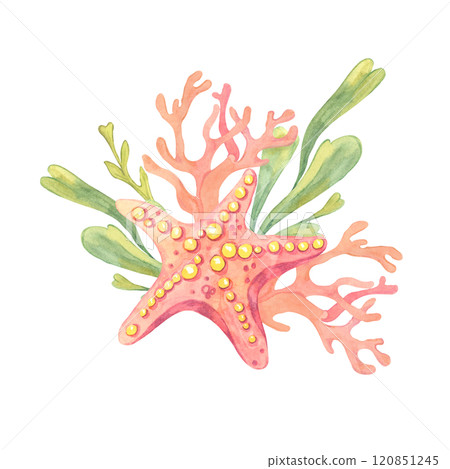 A pink starfish with green seaweed and coral branches painted in watercolor. Undersea life. This clipart is perfect for marine-themed invitations, kids apparel, scrapbook designs or summer merchandise 120851245