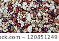 Colorful assortment of various bean arranged on a flat surface for culinary use 120851249