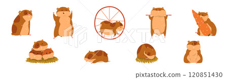 Cute Hamster Character with Pretty Snout Vector Set 120851430