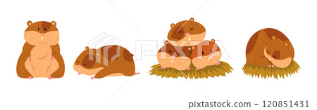 Cute Hamster Character with Pretty Snout Vector Set 120851431