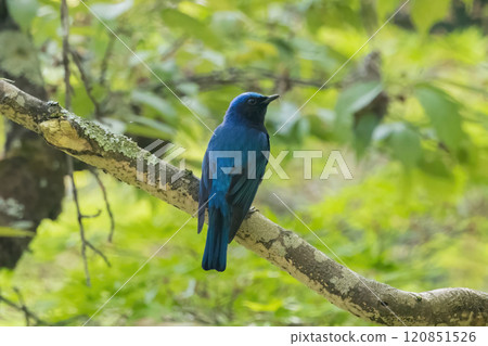 Oholuri堅持分支 120851526