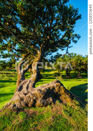 Fanal forest trees on Madeira island, Portugal 120851645