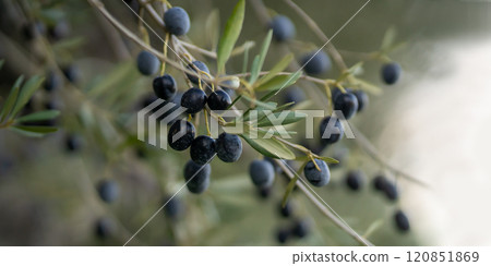 Branch with juicy olives in the garden. 120851869