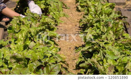 A young girl is involved in gardening, farming, processing lettuce and beets on a sunny day. A young girl is involved in gardening, farming, processing lettuce and beets on a sunny day. 120851890