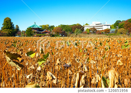 上野的不忍池 蓮花池 弁天堂和青陽軒 上野的不忍池 蓮花池 弁天堂和青陽軒 120851956