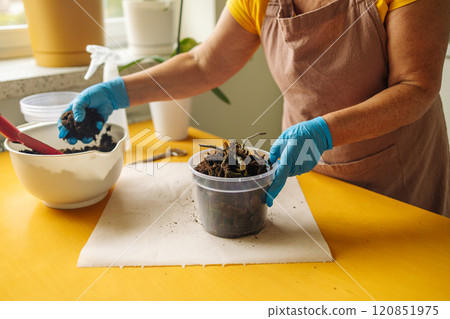Portrait of happy female gardener working in home garden in blue gloves holds a trowel with fresh soil, preparing to care for her houseplant. Portrait of happy female gardener working in home garden in blue gloves holds a trowel with fresh soil, preparing to care for her houseplant. 120851975