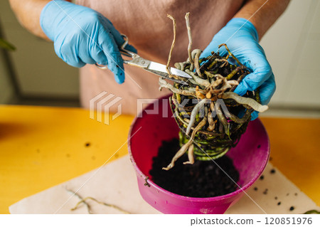 Portrait of happy female gardener working in home garden in blue gloves holds a trowel with fresh soil, preparing to care for her houseplant. Portrait of happy female gardener working in home garden in blue gloves holds a trowel with fresh soil, preparing to care for her houseplant. 120851976