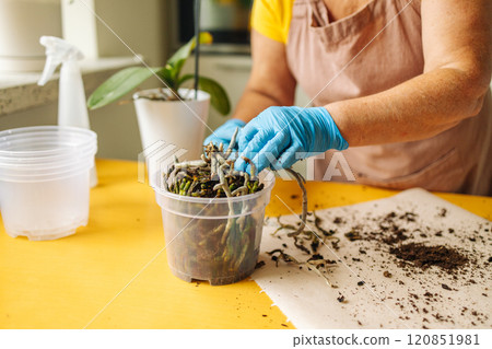 Closeup female hand holds baby-orchid plant for transplant. Hands re-potting an orchid flower in fresh soil 120851981