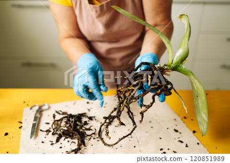 Gardening home. Woman farmer preparing to replant orchid plants by use a shovel to scoop the soil into the pot. Indoor gardening hobbies and jobs indoor plants at home. 120851989