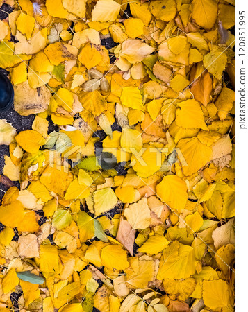 Colorful autumn leaves of birch, deciduous tree with white bark and with heart-shaped leaves 120851995