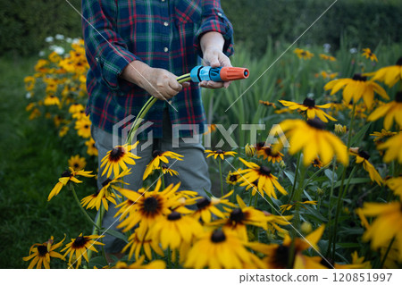 Woman watering flowers in bloom with watering can in summer garden. Gardener taking care of flowers. Woman watering flowers in bloom with watering can in summer garden. Gardener taking care of flowers. 120851997