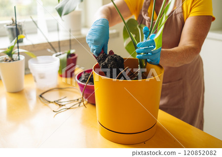 Person engaged in planting a houseplant monstera. Wearing protective gloves, he pours drainage, small stones into the pot. There are tools for working with plants on the table. Person engaged in planting a houseplant monstera. Wearing protective gloves, he pours drainage, small stones into the pot. There are tools for working with plants on the table. 120852082