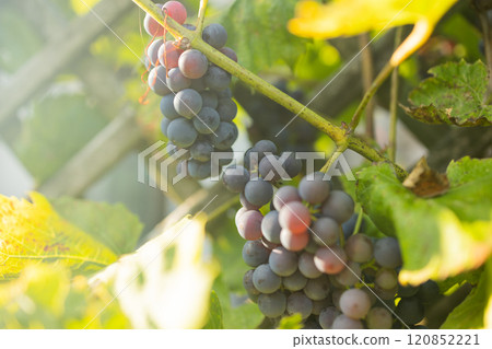A close-up of ripe red and purple grapes hanging from a vine in the warm sunlight. 120852221
