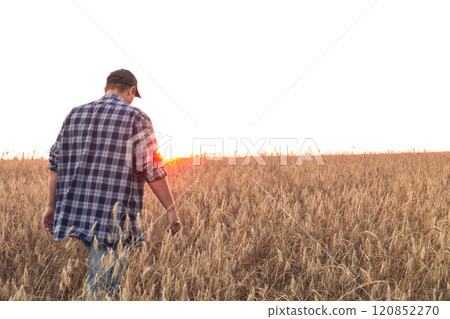A farmer at sunset walks through a field of ripe wheat in a plaid shirt. Agriculture and grain business. A farmer inspects a field of wheat before harvesting grain. Place to insert text. Copy space. 120852270