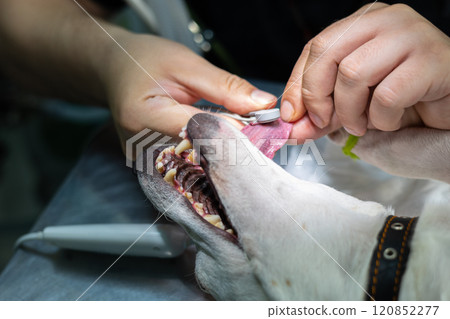 The anesthesiologist prepares the dog for surgery. The dog sleeps under anesthesia while the doctor connects the vital signs before starting the operation. Veterinary surgery concept. 120852277