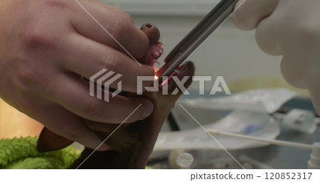 A veterinarian carefully inserts a tube into the trachea of an unconscious dog in preparation for a surgical procedure. Intubating a dog's trachea before surgery begins. A veterinarian carefully inserts a tube into the trachea of an unconscious dog in preparation for a surgical procedure. Intubating a dog's trachea before surgery begins. 120852317