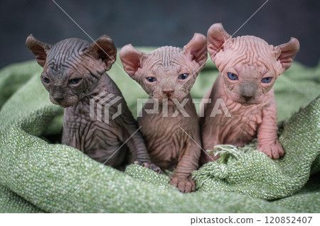 Three elf kittens are sitting side by side and looking at the camera. Sphinx kittens of different colors Three elf kittens are sitting side by side and looking at the camera. Sphinx kittens of different colors 120852407