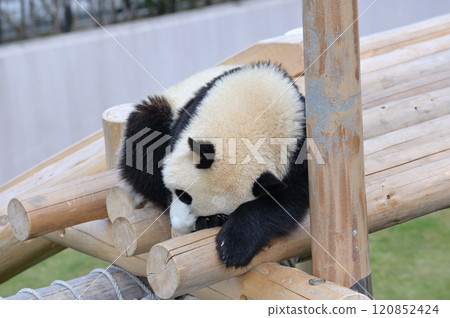 Yohama taking a rest on the playground equipment 120852424