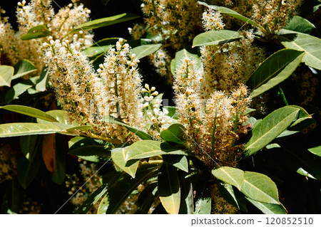 Prunus laurocerasus - background of flowers and leaves 120852510