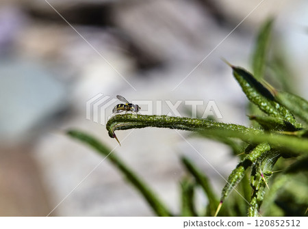 Ishiodon is a genus of Diptera from the complex hoverfly Ishiodon is a genus of Diptera from the complex hoverfly 120852512