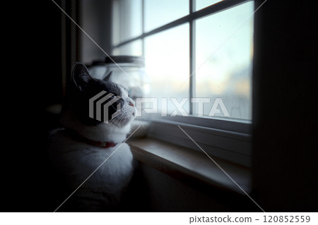Window-side cat 120852559