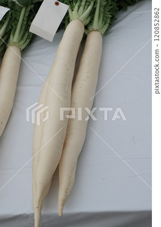 Nerima radish Pure white Nerima radish 120852862
