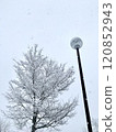 積雪覆蓋的樹木和路燈 120852943