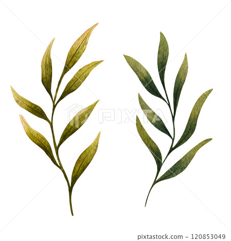 Watercolor illustration of green leafy branches with detailed, elegant leaves in shades of light and dark green. Perfect for nature themed designs, eco friendly projects, or decorative artwork Watercolor illustration of green leafy branches with detailed, elegant leaves in shades of light and dark green. Perfect for nature themed designs, eco friendly projects, or decorative artwork 120853049