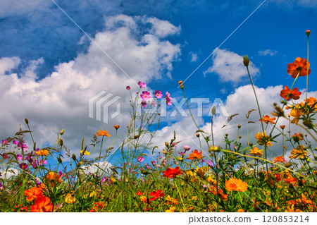 Cosmos Cosmos 120853214