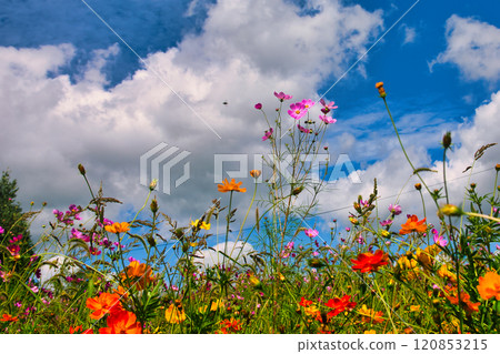 Cosmos Cosmos 120853215