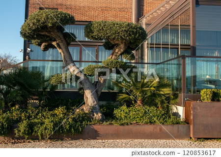 Unusual green tree in a urban landscape, city plants on a sunny day, Lisbon, Portugal 120853617