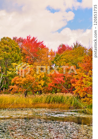 Autumn leaves photo 120853735