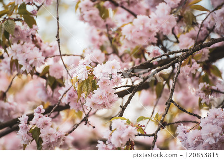 Sakura flowers blooming, spring seasonal Easter background Sakura flowers blooming, spring seasonal Easter background 120853815