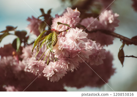 Sakura flowers blooming, spring seasonal Easter background 120853816