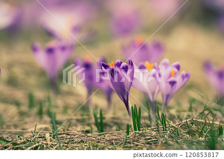 Spring crocus flowers, Easter background Spring crocus flowers, Easter background 120853817