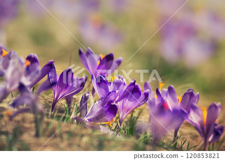 Spring crocus flowers, Easter background 120853821