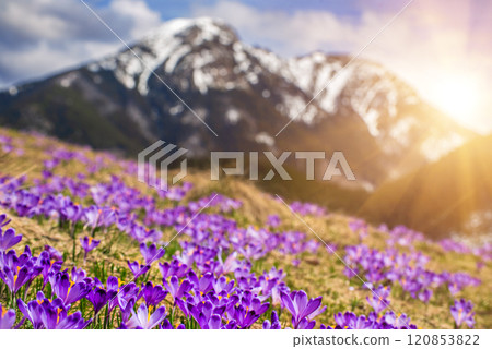 Dolina Chocholowska with blossoming purple crocuses or saffron flowers,Tatra mountains, Poland. Dolina Chocholowska with blossoming purple crocuses or saffron flowers,Tatra mountains, Poland. 120853822