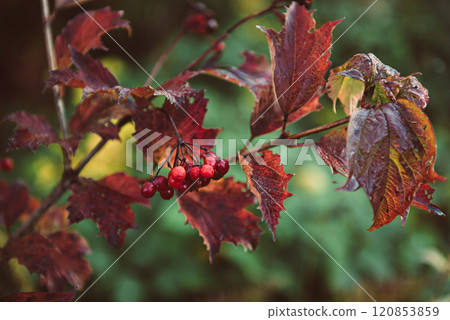 Red berries of viburnum in the wild 120853859