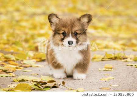 Red welsh corgi pembroke puppy in a golden autumn park with fallen leaves 120853900
