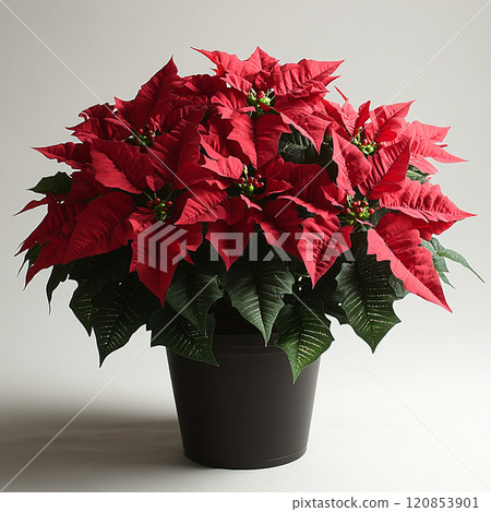 盆栽紅一品紅 120853901