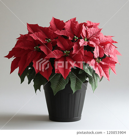 Potted red poinsettia 120853904