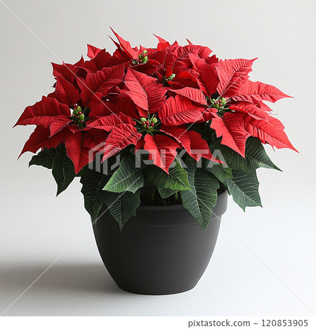盆栽紅一品紅 120853905