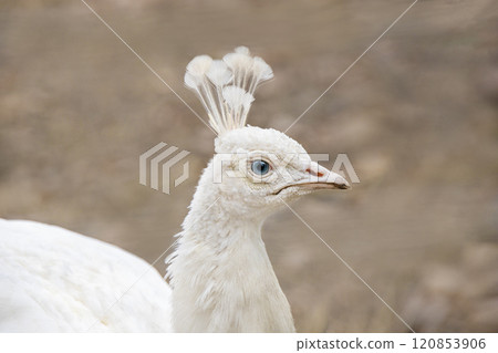 portrait of a white peacock against the backdrop of an autumn garden 120853906