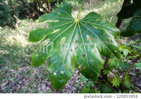 The name of this plant comes from the fact that it has eight spreading leaves. The name of this plant comes from the fact that it has eight spreading leaves. 120853958