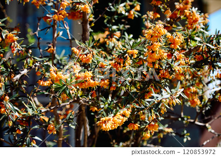 Plant Berberis angustifolia Plant Berberis angustifolia 120853972